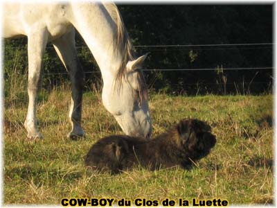 le bouvier des flandres et le cheval - Elevage du CLOS DE LA LUETTE - COPYRIGHT DEPOSE